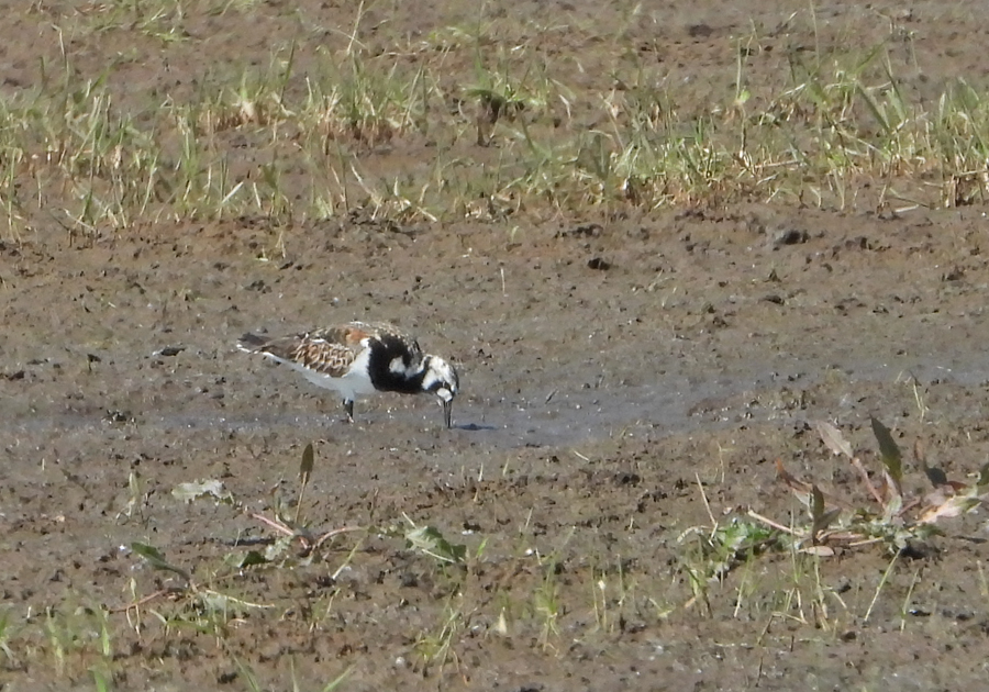 Arenaria interpres Steenloper Turnstone